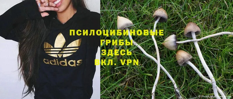 Псилоцибиновые грибы MAGIC MUSHROOMS  Елизово 